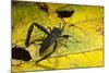 Leaf-Footed Bug, Yasuni NP, Amazon Rainforest, Ecuador-Pete Oxford-Mounted Photographic Print