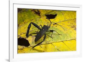 Leaf-Footed Bug, Yasuni NP, Amazon Rainforest, Ecuador-Pete Oxford-Framed Photographic Print