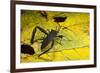 Leaf-Footed Bug, Yasuni NP, Amazon Rainforest, Ecuador-Pete Oxford-Framed Photographic Print