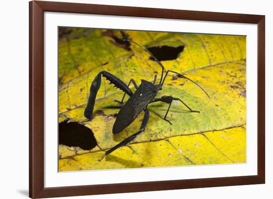 Leaf-Footed Bug, Yasuni NP, Amazon Rainforest, Ecuador-Pete Oxford-Framed Photographic Print