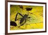 Leaf-Footed Bug, Yasuni NP, Amazon Rainforest, Ecuador-Pete Oxford-Framed Photographic Print