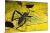 Leaf-Footed Bug, Yasuni NP, Amazon Rainforest, Ecuador-Pete Oxford-Mounted Photographic Print