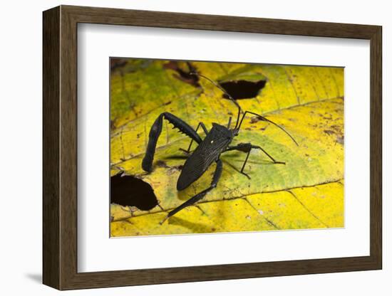 Leaf-Footed Bug, Yasuni NP, Amazon Rainforest, Ecuador-Pete Oxford-Framed Photographic Print