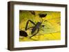 Leaf-Footed Bug, Yasuni NP, Amazon Rainforest, Ecuador-Pete Oxford-Framed Photographic Print