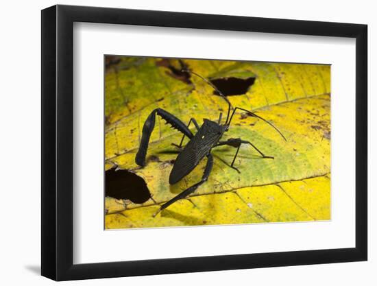 Leaf-Footed Bug, Yasuni NP, Amazon Rainforest, Ecuador-Pete Oxford-Framed Photographic Print