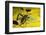 Leaf-Footed Bug, Yasuni NP, Amazon Rainforest, Ecuador-Pete Oxford-Framed Photographic Print