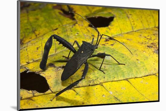 Leaf-Footed Bug, Yasuni NP, Amazon Rainforest, Ecuador-Pete Oxford-Mounted Photographic Print