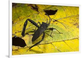 Leaf-Footed Bug, Yasuni NP, Amazon Rainforest, Ecuador-Pete Oxford-Framed Premium Photographic Print