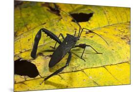 Leaf-Footed Bug, Yasuni NP, Amazon Rainforest, Ecuador-Pete Oxford-Mounted Premium Photographic Print