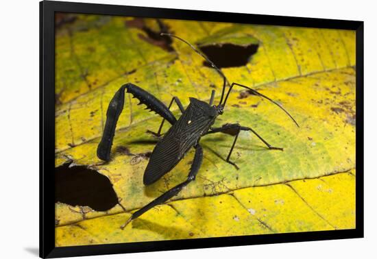 Leaf-Footed Bug, Yasuni NP, Amazon Rainforest, Ecuador-Pete Oxford-Framed Premium Photographic Print