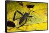 Leaf-Footed Bug, Yasuni NP, Amazon Rainforest, Ecuador-Pete Oxford-Framed Stretched Canvas