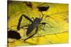 Leaf-Footed Bug, Yasuni NP, Amazon Rainforest, Ecuador-Pete Oxford-Stretched Canvas