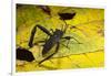 Leaf-Footed Bug, Yasuni NP, Amazon Rainforest, Ecuador-Pete Oxford-Framed Photographic Print