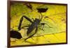 Leaf-Footed Bug, Yasuni NP, Amazon Rainforest, Ecuador-Pete Oxford-Framed Photographic Print