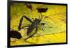 Leaf-Footed Bug, Yasuni NP, Amazon Rainforest, Ecuador-Pete Oxford-Framed Photographic Print