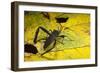 Leaf-Footed Bug, Yasuni NP, Amazon Rainforest, Ecuador-Pete Oxford-Framed Photographic Print