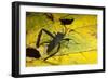 Leaf-Footed Bug, Yasuni NP, Amazon Rainforest, Ecuador-Pete Oxford-Framed Photographic Print