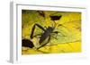 Leaf-Footed Bug, Yasuni NP, Amazon Rainforest, Ecuador-Pete Oxford-Framed Photographic Print