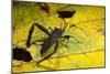 Leaf-Footed Bug, Yasuni NP, Amazon Rainforest, Ecuador-Pete Oxford-Mounted Photographic Print