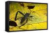 Leaf-Footed Bug, Yasuni NP, Amazon Rainforest, Ecuador-Pete Oxford-Framed Stretched Canvas
