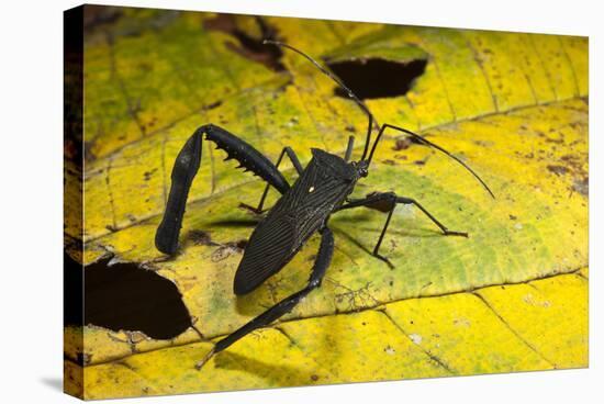 Leaf-Footed Bug, Yasuni NP, Amazon Rainforest, Ecuador-Pete Oxford-Stretched Canvas