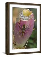 Leaf-Footed Bug-null-Framed Photographic Print