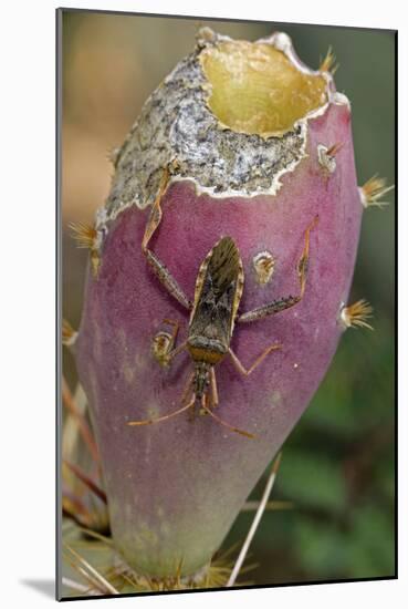 Leaf-Footed Bug-null-Mounted Photographic Print