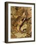 Leaf Frog Close Up Camouflaged in Leaves-null-Framed Photographic Print