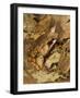 Leaf Frog Close Up Camouflaged in Leaves-null-Framed Photographic Print