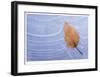Leaf Frozen in Ice-Donald Paulson-Framed Giclee Print