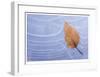 Leaf Frozen in Ice-Donald Paulson-Framed Giclee Print