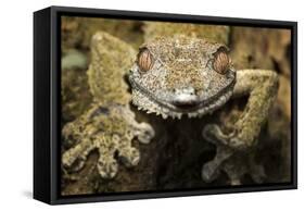 Leaf Gecko, Madagascar-Paul Souders-Framed Stretched Canvas