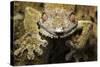 Leaf Gecko, Madagascar-Paul Souders-Stretched Canvas