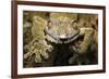 Leaf Gecko, Madagascar-Paul Souders-Framed Photographic Print