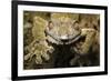 Leaf Gecko, Madagascar-Paul Souders-Framed Photographic Print