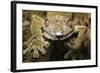 Leaf Gecko, Madagascar-Paul Souders-Framed Photographic Print