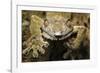 Leaf Gecko, Madagascar-Paul Souders-Framed Photographic Print