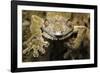 Leaf Gecko, Madagascar-Paul Souders-Framed Photographic Print