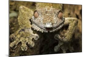 Leaf Gecko, Madagascar-Paul Souders-Mounted Photographic Print