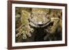 Leaf Gecko, Madagascar-Paul Souders-Framed Photographic Print