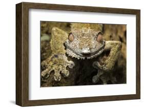 Leaf Gecko, Madagascar-Paul Souders-Framed Photographic Print