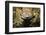 Leaf Gecko, Madagascar-Paul Souders-Framed Photographic Print