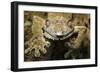 Leaf Gecko, Madagascar-Paul Souders-Framed Photographic Print
