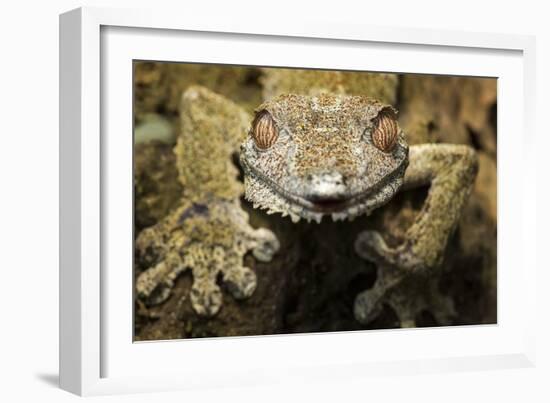 Leaf Gecko, Madagascar-Paul Souders-Framed Photographic Print