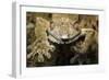 Leaf Gecko, Madagascar-Paul Souders-Framed Photographic Print