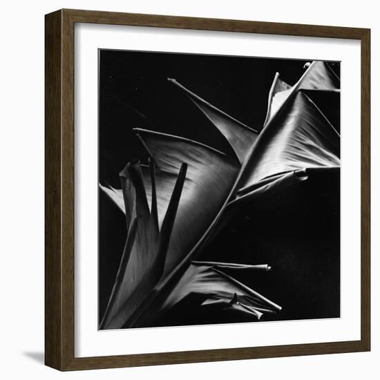 Leaf, Hawaii, c. 1980-Brett Weston-Framed Photographic Print