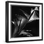 Leaf, Hawaii, c. 1980-Brett Weston-Framed Photographic Print