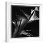 Leaf, Hawaii, c. 1980-Brett Weston-Framed Photographic Print