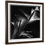 Leaf, Hawaii, c. 1980-Brett Weston-Framed Photographic Print