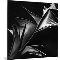 Leaf, Hawaii, c. 1980-Brett Weston-Mounted Photographic Print